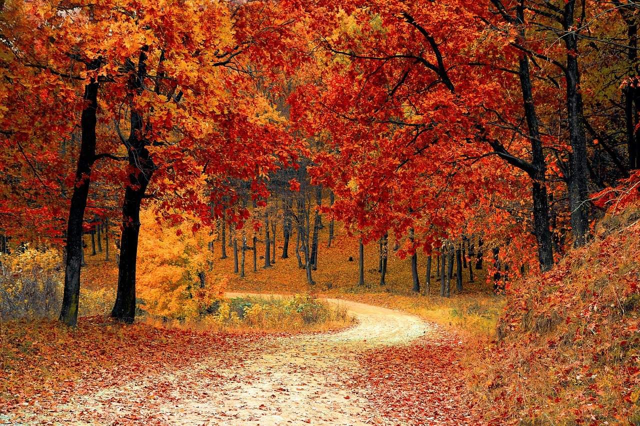 Lesná cesta pomedzi stromy.