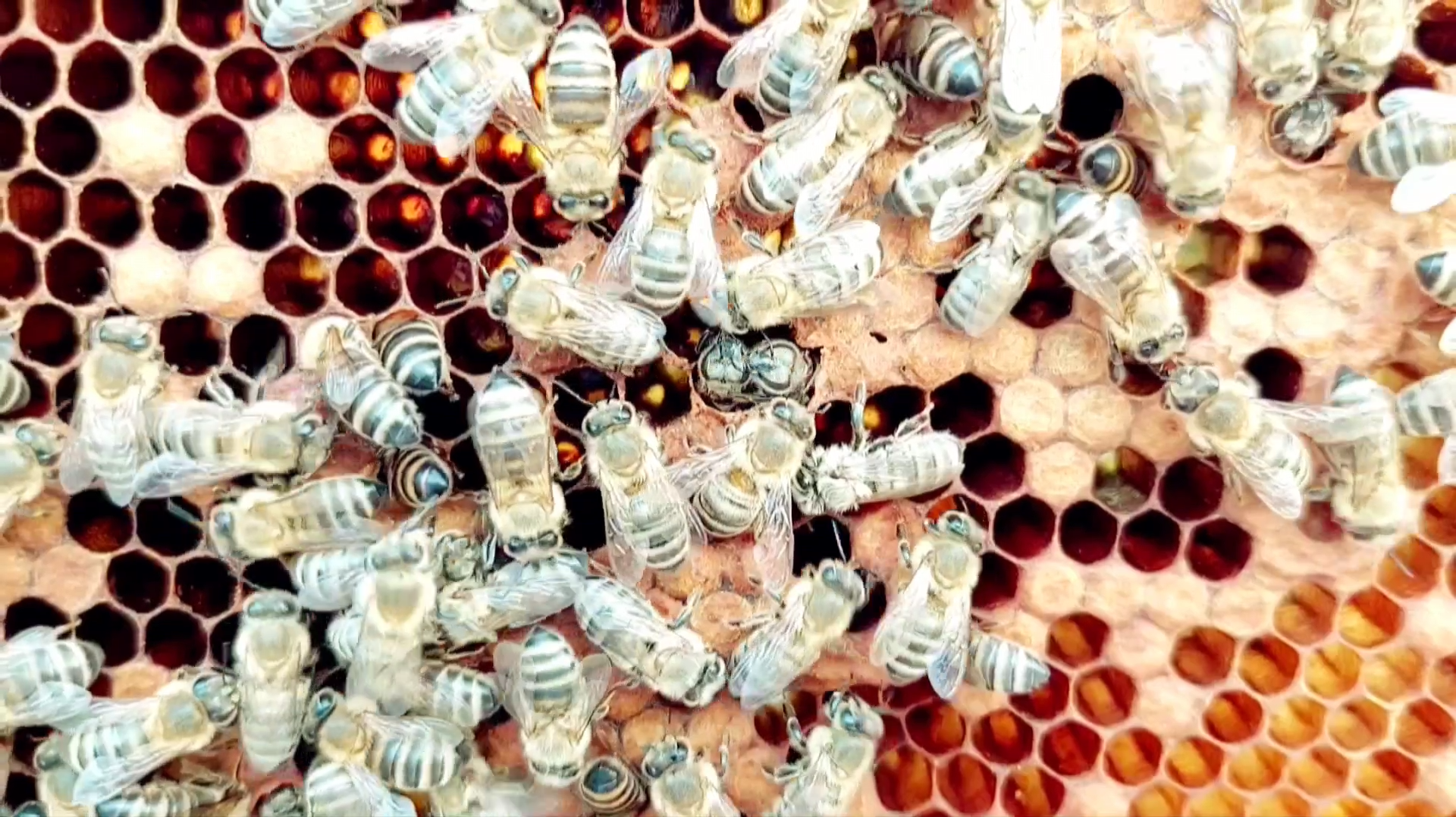Toto fascinujúce VIDEO sme natočili v našom úle na sade!