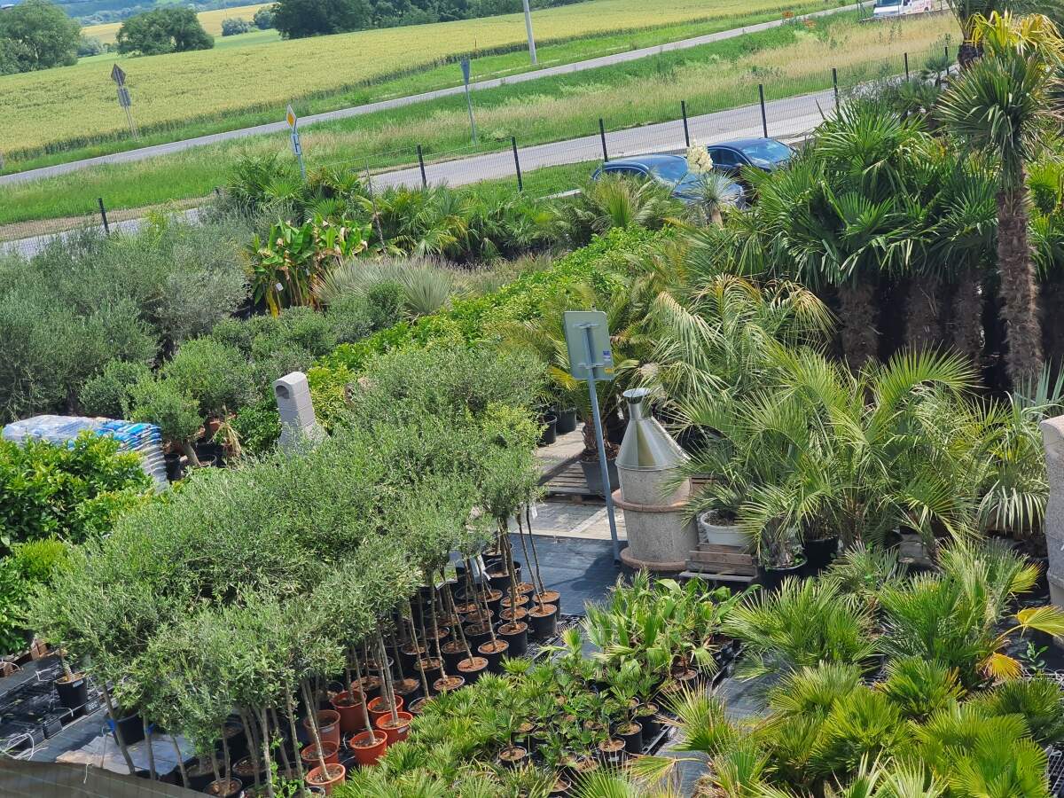 Exotická záhrada TUMA s predajom exotických rastlín a olivovníkov