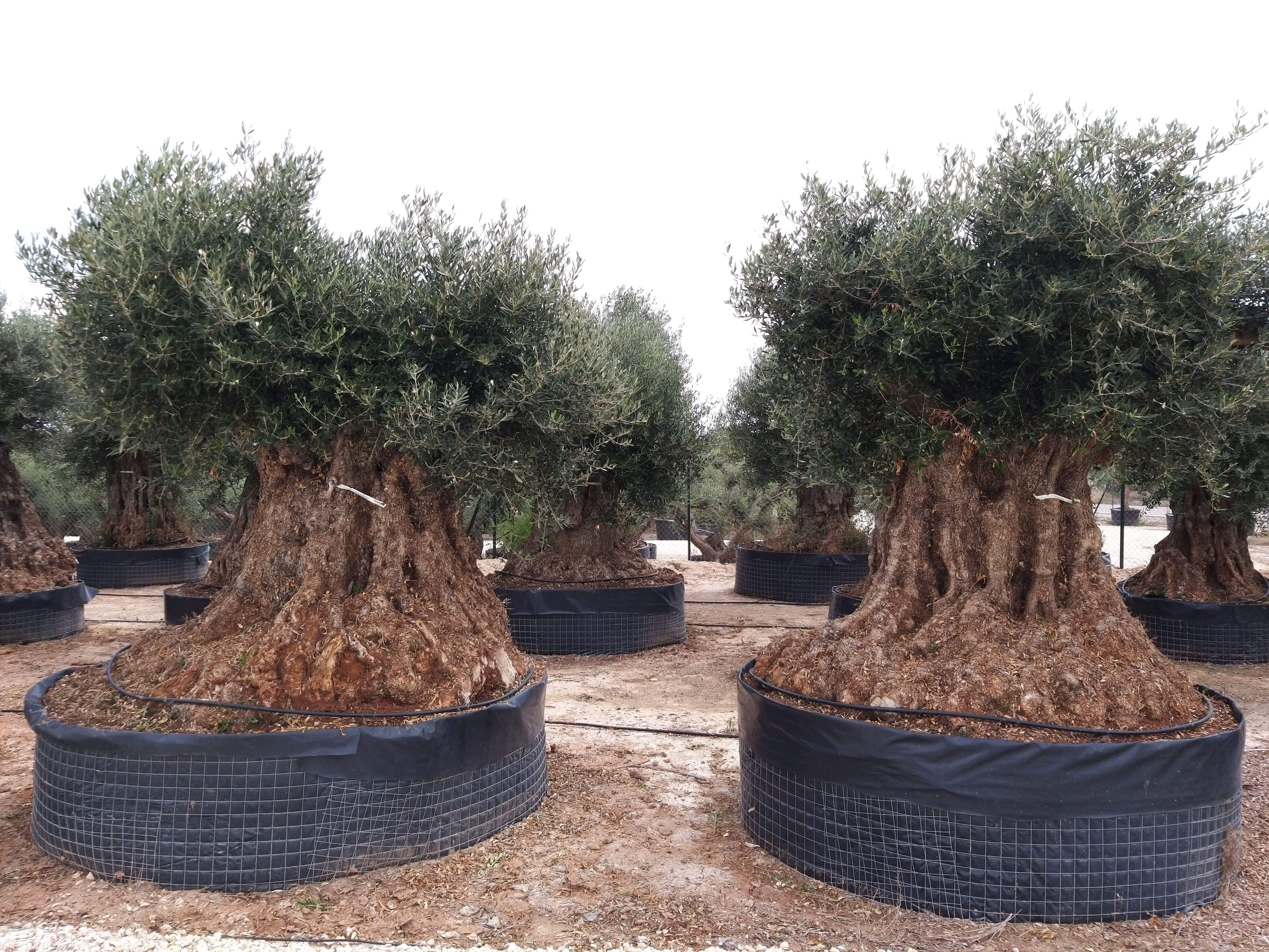 Medzi najkrajšie olivovníky patria maxibonsaje Lechin.