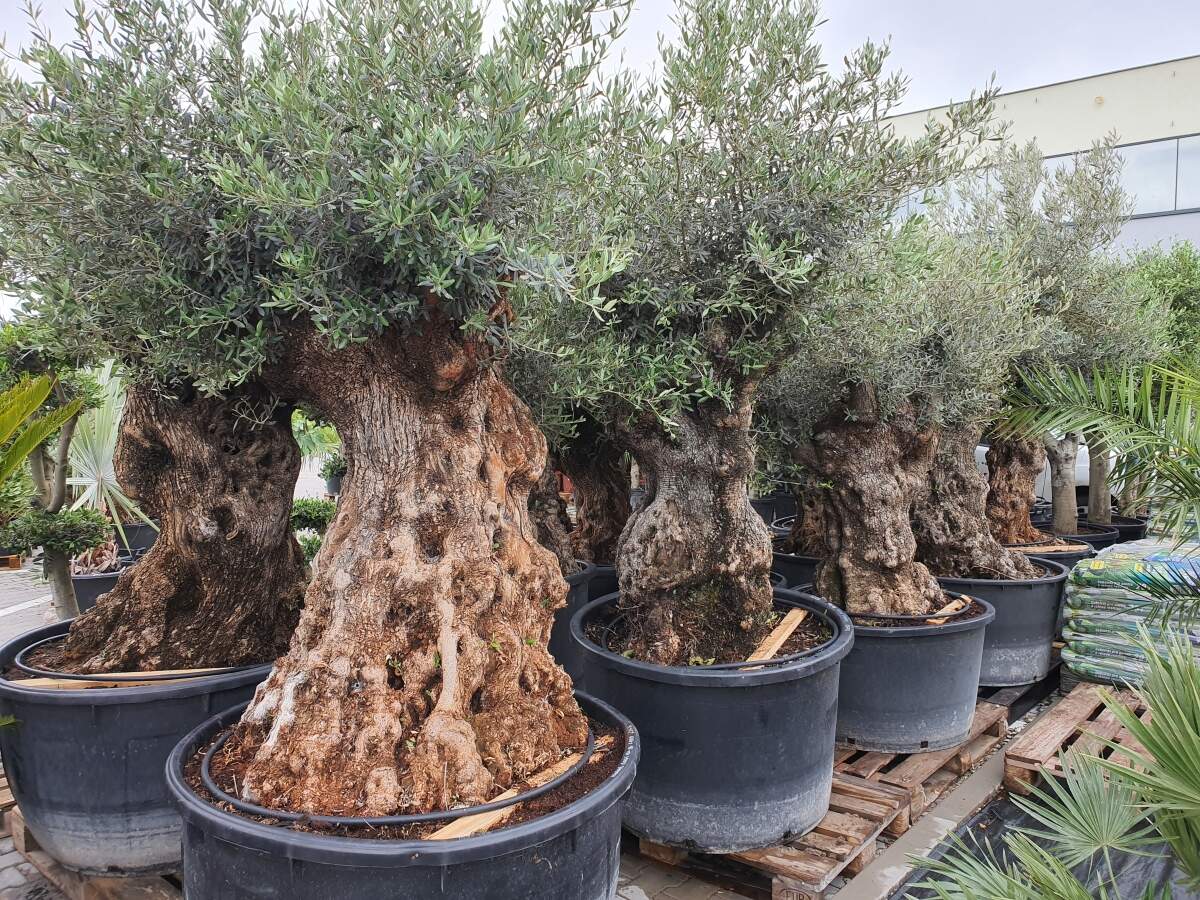 Rodiace olivovníky v exotickej záhrade TUMA.